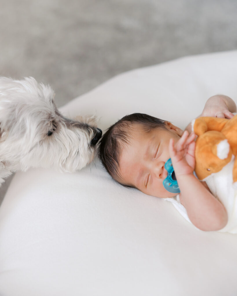 puppy smells sleeping newborn baby boy during their edina newborn photography session